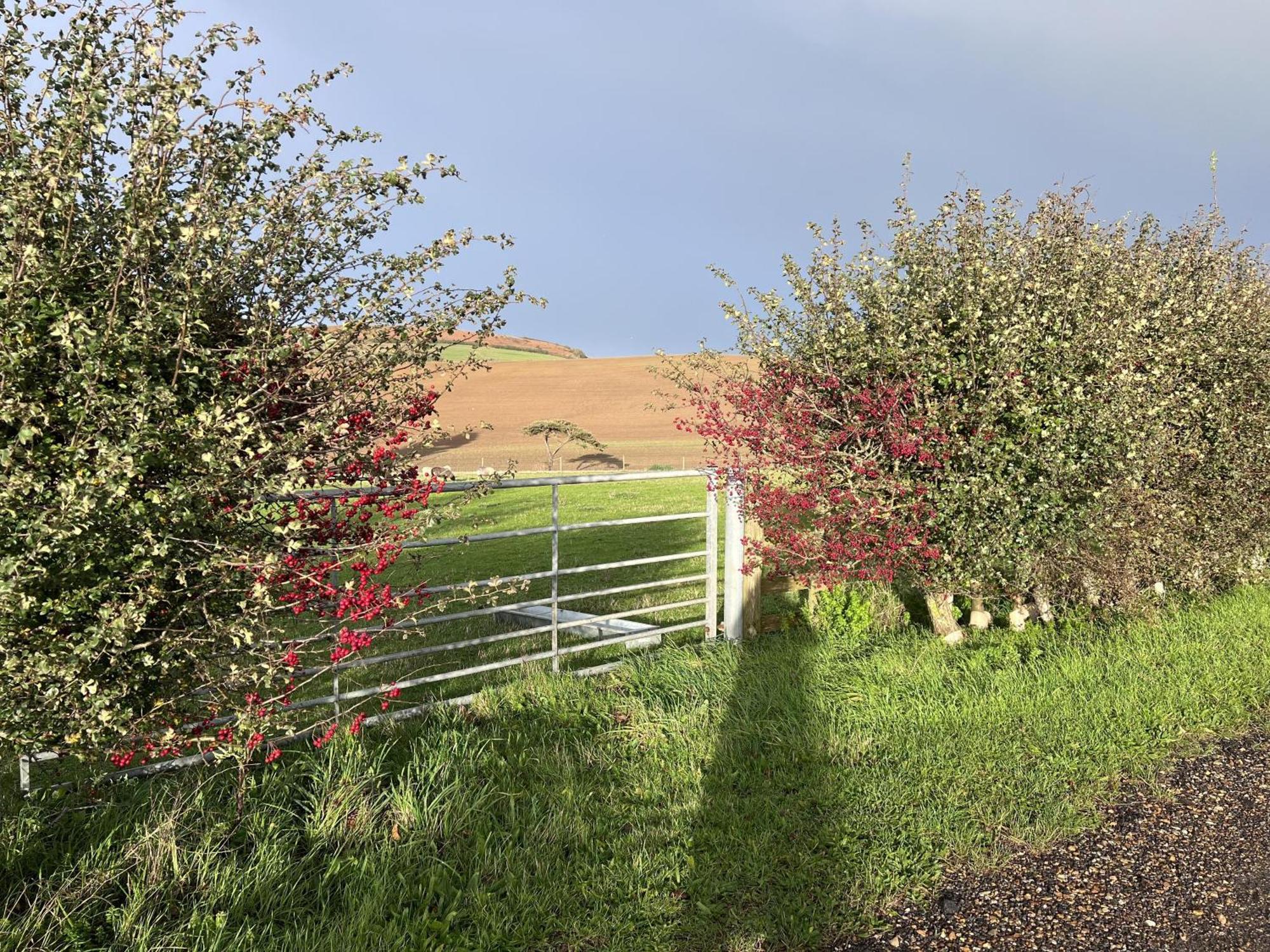 Poachers Hut - Captivating 1-Bed Cottage Shorwell Extérieur photo