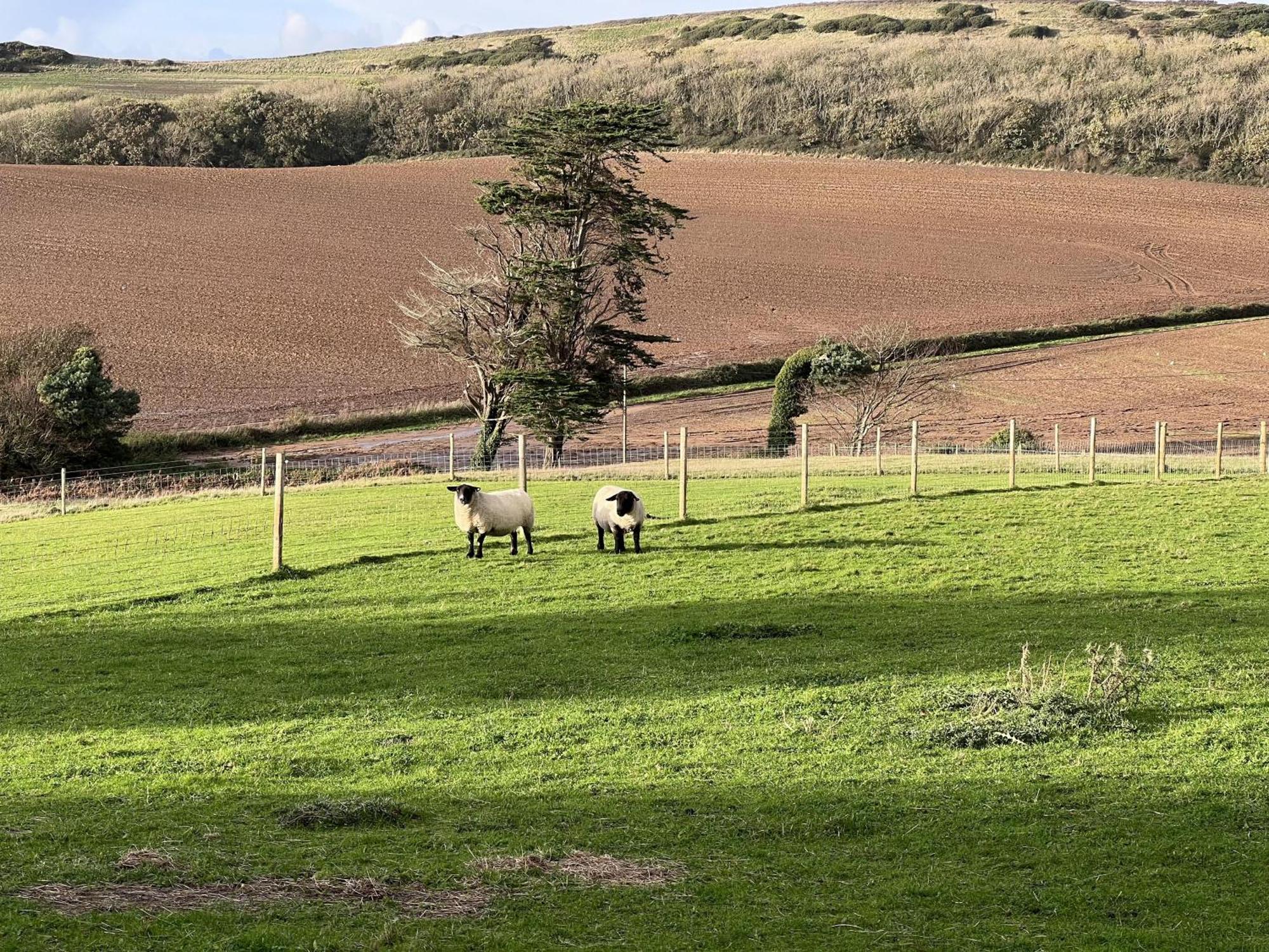 Poachers Hut - Captivating 1-Bed Cottage Shorwell Extérieur photo